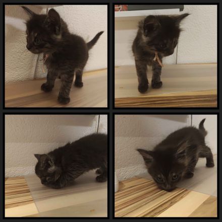 6 Maine Coon Katzens