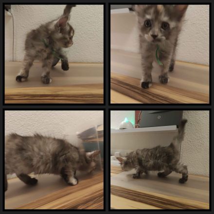 6 Maine Coon Katzens