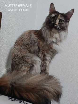 6 Maine Coon Katzens