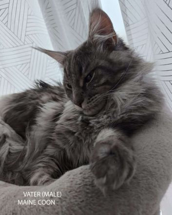 6 Maine Coon Katzens
