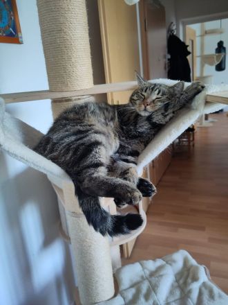 Vermittlung von 2 Katzen in Halle und Umgebung