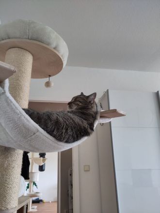 Vermittlung von 2 Katzen in Halle und Umgebung