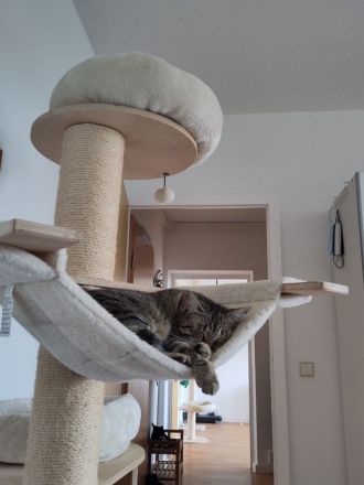 Vermittlung von 2 Katzen in Halle und Umgebung