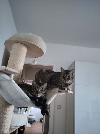 Vermittlung von 2 Katzen in Halle und Umgebung
