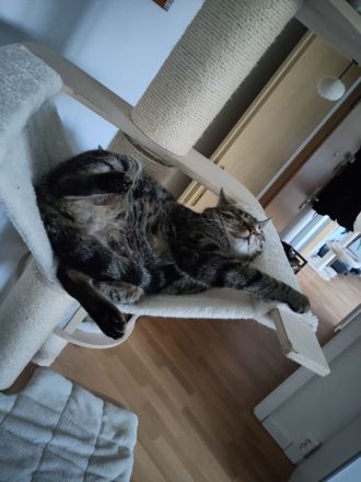 Vermittlung von 2 Katzen in Halle und Umgebung