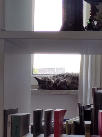 Vermittlung von 2 Katzen in Halle und Umgebung