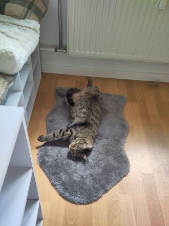 Vermittlung von 2 Katzen in Halle und Umgebung