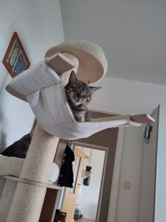 Vermittlung von 2 Katzen in Halle und Umgebung