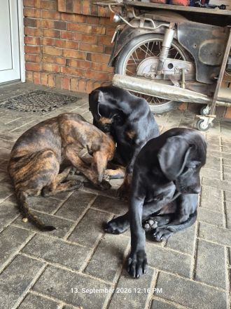 Weimaraner Dobermann Mischlinglingswelpen