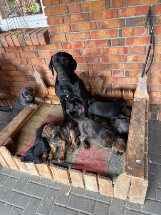 Weimaraner Dobermann Mischlinglingswelpen
