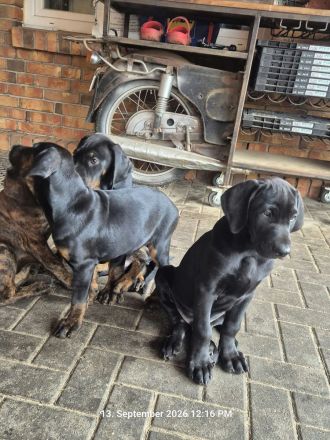 Weimaraner Dobermann Mischlinglingswelpen