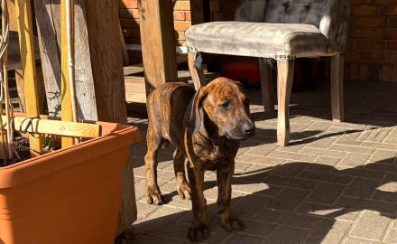 Weimaraner Dobermann Mischlinglingswelpen