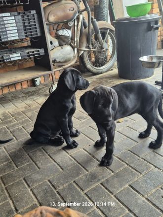 Weimaraner Dobermann Mischlinglingswelpen