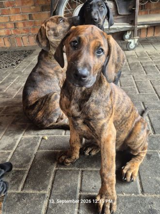 Weimaraner Dobermann Mischlinglingswelpen