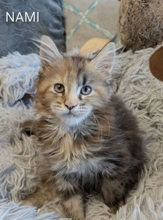 zuckersüße typvolle Maine Coon Kitten