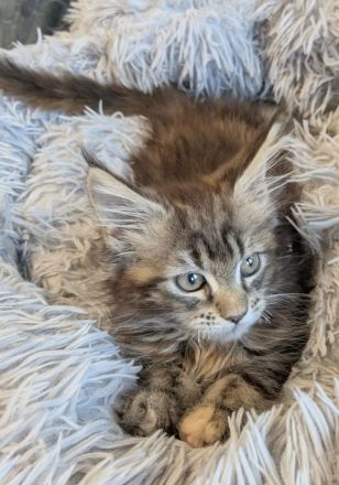 zuckersüße typvolle Maine Coon Kitten