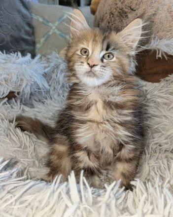zuckersüße typvolle Maine Coon Kitten