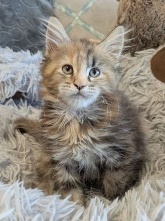zuckersüße typvolle Maine Coon Kitten