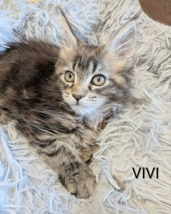 zuckersüße typvolle Maine Coon Kitten
