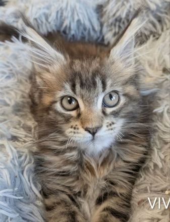 zuckersüße typvolle Maine Coon Kitten