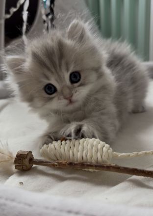 Zwei wunderschöne, reinrassige BHL Kitten suchen ein liebevolles Zuhause