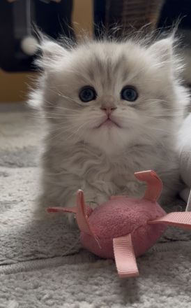 Zwei wunderschöne, reinrassige BHL Kitten suchen ein liebevolles Zuhause