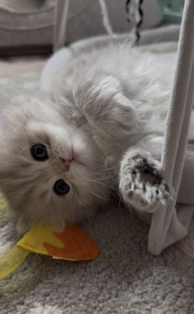Zwei wunderschöne, reinrassige BHL Kitten suchen ein liebevolles Zuhause