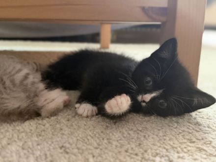 BKH Mix kitten