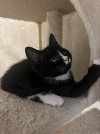 BKH Mix kitten