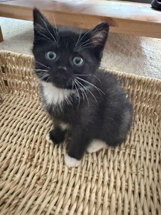 BKH Mix kitten