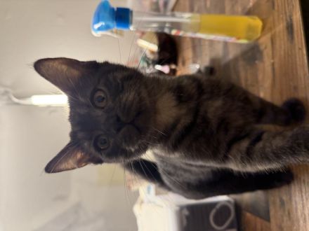 3 süße weibliche Kitten suchen ein neues Zuhause