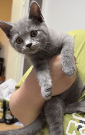 3 süße weibliche Kitten suchen ein neues Zuhause