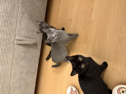 3 süße weibliche Kitten suchen ein neues Zuhause