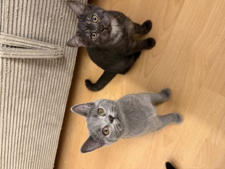 3 süße weibliche Kitten suchen ein neues Zuhause