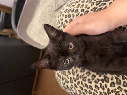 3 süße weibliche Kitten suchen ein neues Zuhause