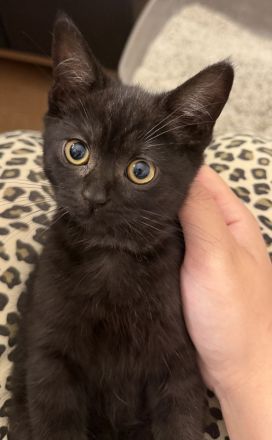 3 süße weibliche Kitten suchen ein neues Zuhause