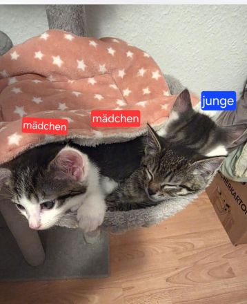 Abgabebereite bkh mix kätzchen