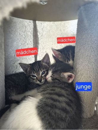 Abgabebereite bkh mix kätzchen