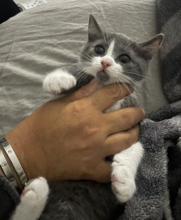 Liebevolle Katzenbabys suchen ein Zuhause 🐾