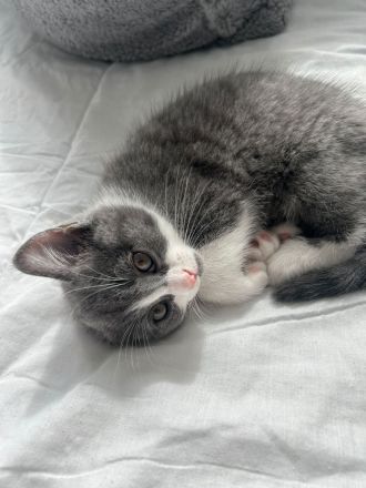 Liebevolle Katzenbabys suchen ein Zuhause 🐾
