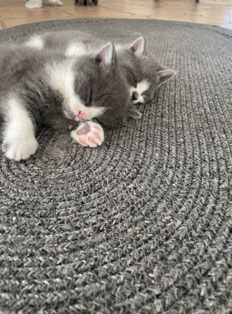 Liebevolle Katzenbabys suchen ein Zuhause 🐾