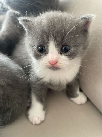 Liebevolle Katzenbabys suchen ein Zuhause 🐾