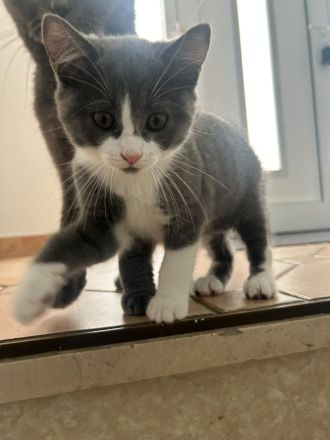 Liebevolle Katzenbabys suchen ein Zuhause 🐾