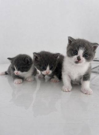 Liebevolle Katzenbabys suchen ein Zuhause 🐾