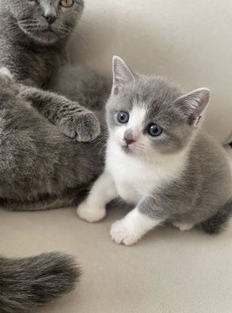 Liebevolle Katzenbabys suchen ein Zuhause 🐾