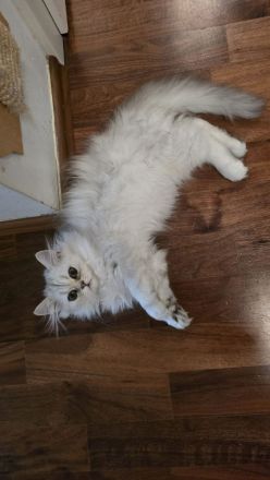 Perserkätzchen Perserkitten