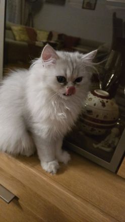 Perserkätzchen Perserkitten