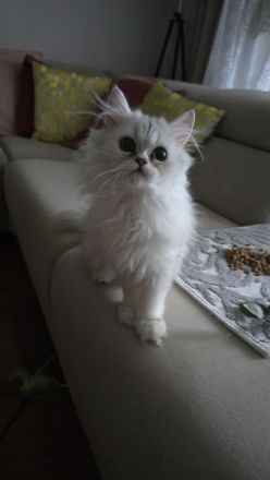 Perserkätzchen Perserkitten