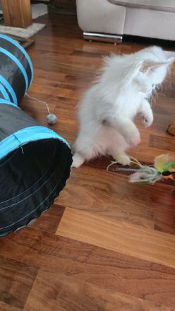 Perserkätzchen Perserkitten