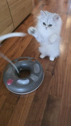 Perserkätzchen Perserkitten